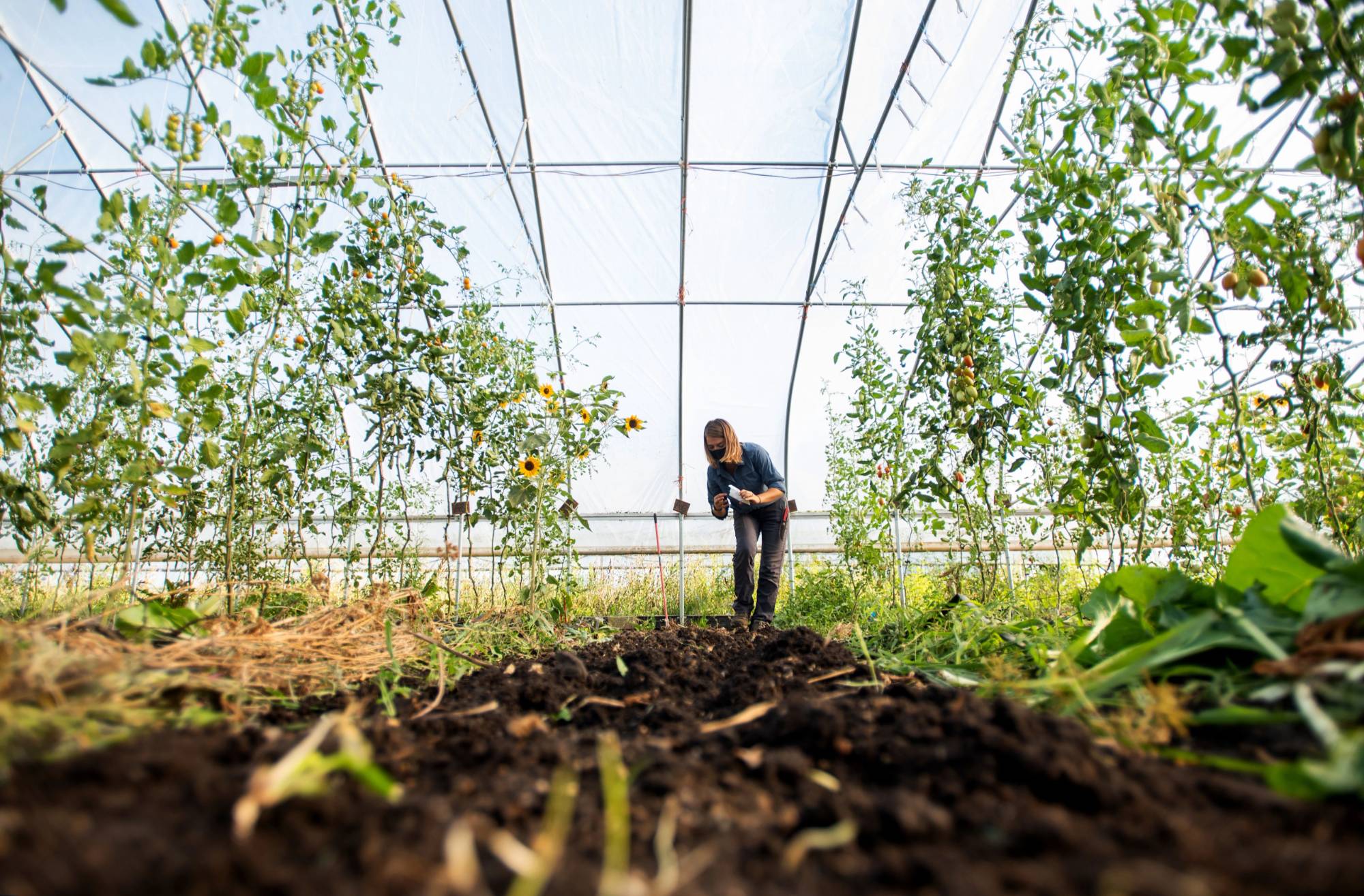 SAP Volunteer Harvesting Fresh Produce